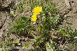 Taraxacum officinale (C362198) Taraxacum officinale (C362198)