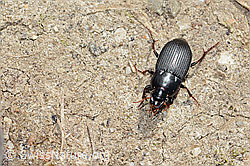 Harpalus tardus (C362200) Harpalus tardus (C362200)
