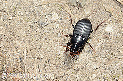 Harpalus tardus (C362201) Harpalus tardus (C362201)