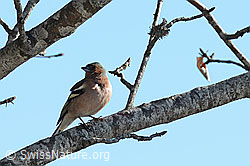 Fringilla coelebs (05.04.2026, C362212) Fringilla coelebs (05.04.2026, C362212)