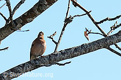 C362213: Buchfink (Fringilla coelebs)
