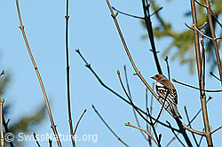 C362220: Buchfink (Fringilla coelebs)