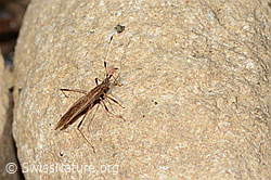 Berytinus minor (C362231) Berytinus minor (C362231)