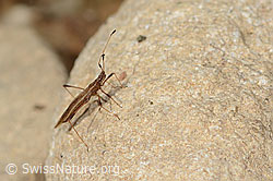 Berytinus minor (C362232) Berytinus minor (C362232)