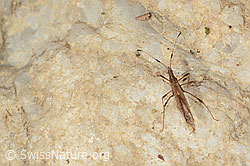 Berytinus minor (05.04.2026, C362235) Berytinus minor (05.04.2026, C362235)