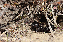 Gryllus campestris (C362238) Gryllus campestris (C362238)