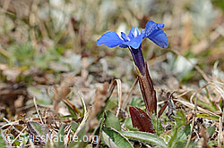Gentiana verna (C362244)