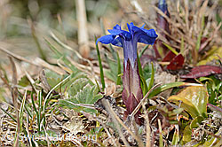 Gentiana verna (C362245)