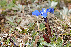 Gentiana verna (C362246)