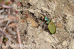 Cicindela campestris (C362247)