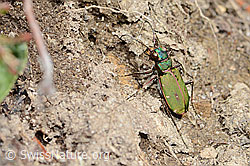 Cicindela campestris (C362248)