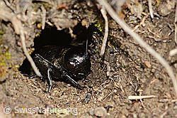 Gryllus campestris (C362254) Gryllus campestris (C362254)