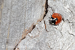 Coccinella septempunctata (C362273)