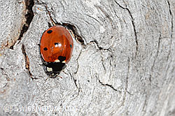 Coccinella septempunctata (05.04.2026, C362274) Coccinella septempunctata (05.04.2026, C362274)