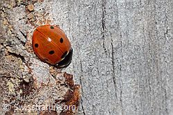 Coccinella septempunctata (C362278)