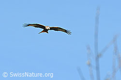 C362282: Rotmilan (Milvus milvus)