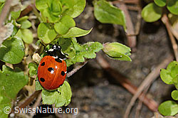 C362286: Siebenpunkt-Marienkäfer (Coccinella septempunctata)