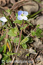Veronica persica (C362311) Veronica persica (C362311)