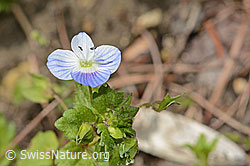 Veronica persica (C362316) Veronica persica (C362316)