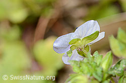 Veronica persica (C362317) Veronica persica (C362317)