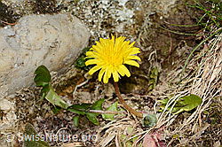 C362331: Gewöhnlicher Löwenzahn (Taraxacum officinale)
