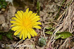 C362333: Gewöhnlicher Löwenzahn (Taraxacum officinale)