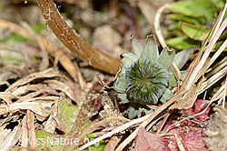 C362335: Gewöhnlicher Löwenzahn (Taraxacum officinale)
