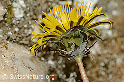 C362336: Gewöhnlicher Löwenzahn (Taraxacum officinale)