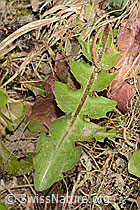 C362338: Gewöhnlicher Löwenzahn (Taraxacum officinale)