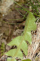 C362340: Gewöhnlicher Löwenzahn (Taraxacum officinale)