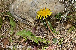 C362342: Gewöhnlicher Löwenzahn (Taraxacum officinale)