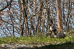 C362344: Eichhörnchen (Sciurus vulgaris)