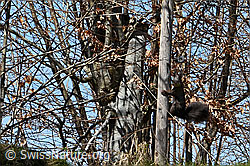 C362347: Eichhörnchen (Sciurus vulgaris)