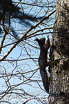 C362349: Eichhörnchen (Sciurus vulgaris)