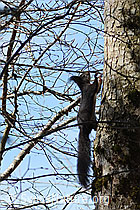 C362350: Eichhörnchen (Sciurus vulgaris)