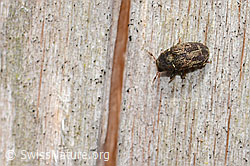 C362354: Bunter Eschenbastkäfer (Hylesinus varius)