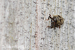 C362362: Bunter Eschenbastkäfer (Hylesinus varius)