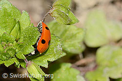 C362387: Siebenpunkt-Marienkäfer (Coccinella septempunctata)
