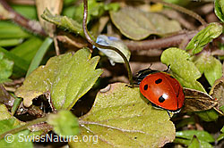 C362389: Siebenpunkt-Marienkäfer (Coccinella septempunctata)