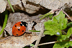 C362398: Siebenpunkt-Marienkäfer (Coccinella septempunctata)