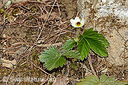 Fragaria vesca (C362406) Fragaria vesca (C362406)