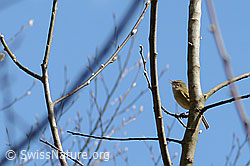Phylloscopus collybita (05.04.2026, C362418)