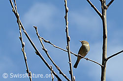 Phylloscopus collybita (C362429) Phylloscopus collybita (C362429)