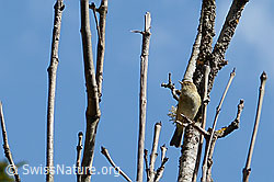 Phylloscopus collybita (C362437) Phylloscopus collybita (C362437)
