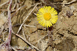 Tussilago farfara (C362456) Tussilago farfara (C362456)