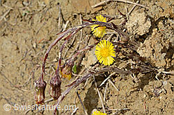 Tussilago farfara (C362457) Tussilago farfara (C362457)