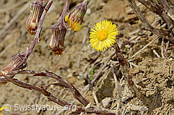 Tussilago farfara (C362459) Tussilago farfara (C362459)
