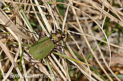 Cicindela campestris (05.04.2026, C362491)