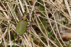 Cicindela campestris (C362494) Cicindela campestris (C362494)