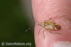 New in SwissNature.org: Actinonotus pulcher